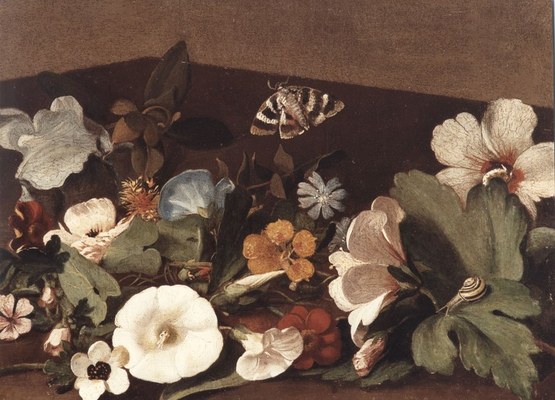 Paolo Cattamara (Napoli ?-1668), Fiori, lumaca e farfalla,