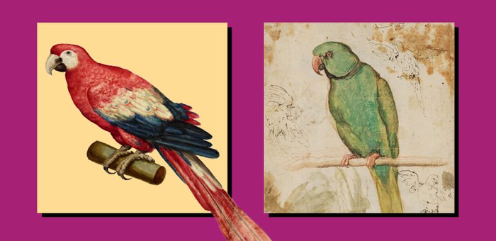 Testata aldrovandi pappagalli